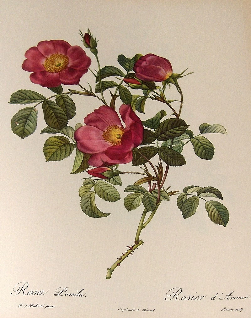 Rosa pumila
